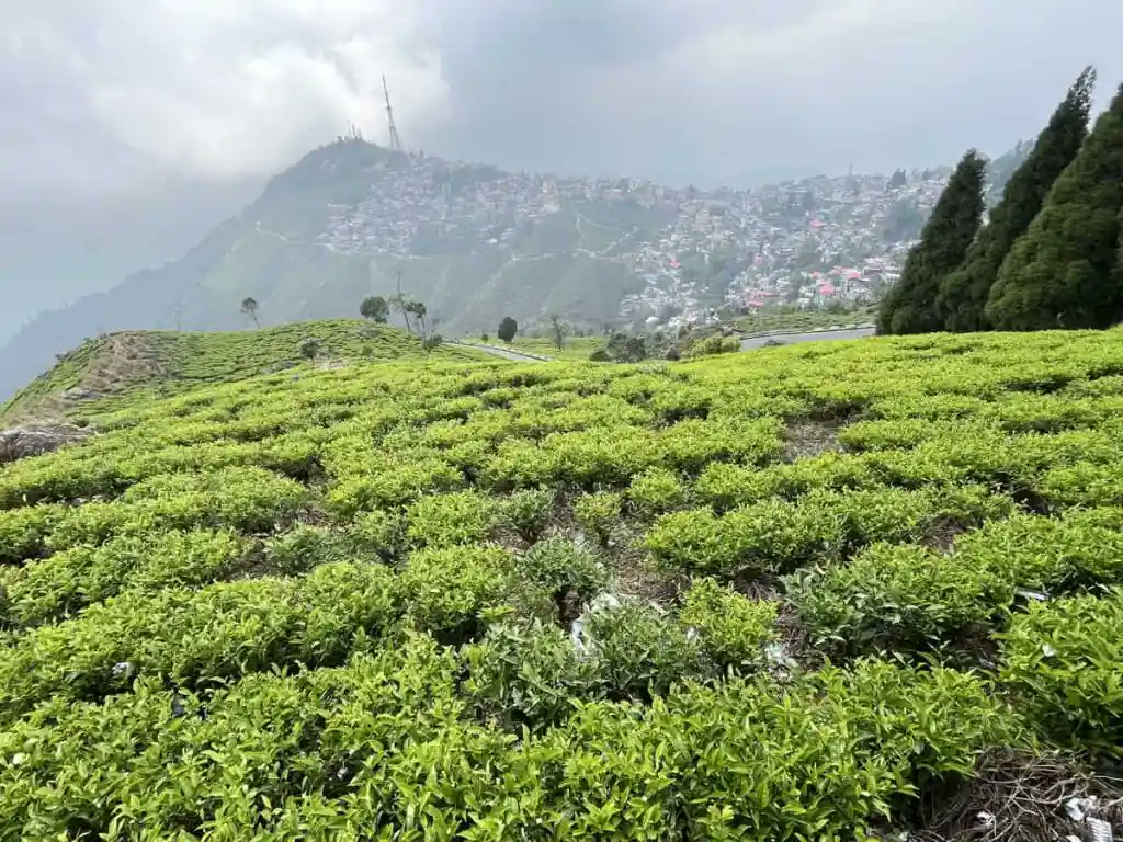 chidanand33's tweet image. 🏔️ Darjeeling – Queen of the Hills! 🍵✨

Kanchenjunga sunrise magic at Tiger Hill 🌅  
Endless green tea gardens bliss 🌿  
Toy Train chugging through clouds 🚂  
Chowrasta vibes &amp;amp; Himalayan dreams! 🇮🇳❤️

Pure serenity!  

#Darjeeling #QueenOfHills #travel  #IncredibleIndia