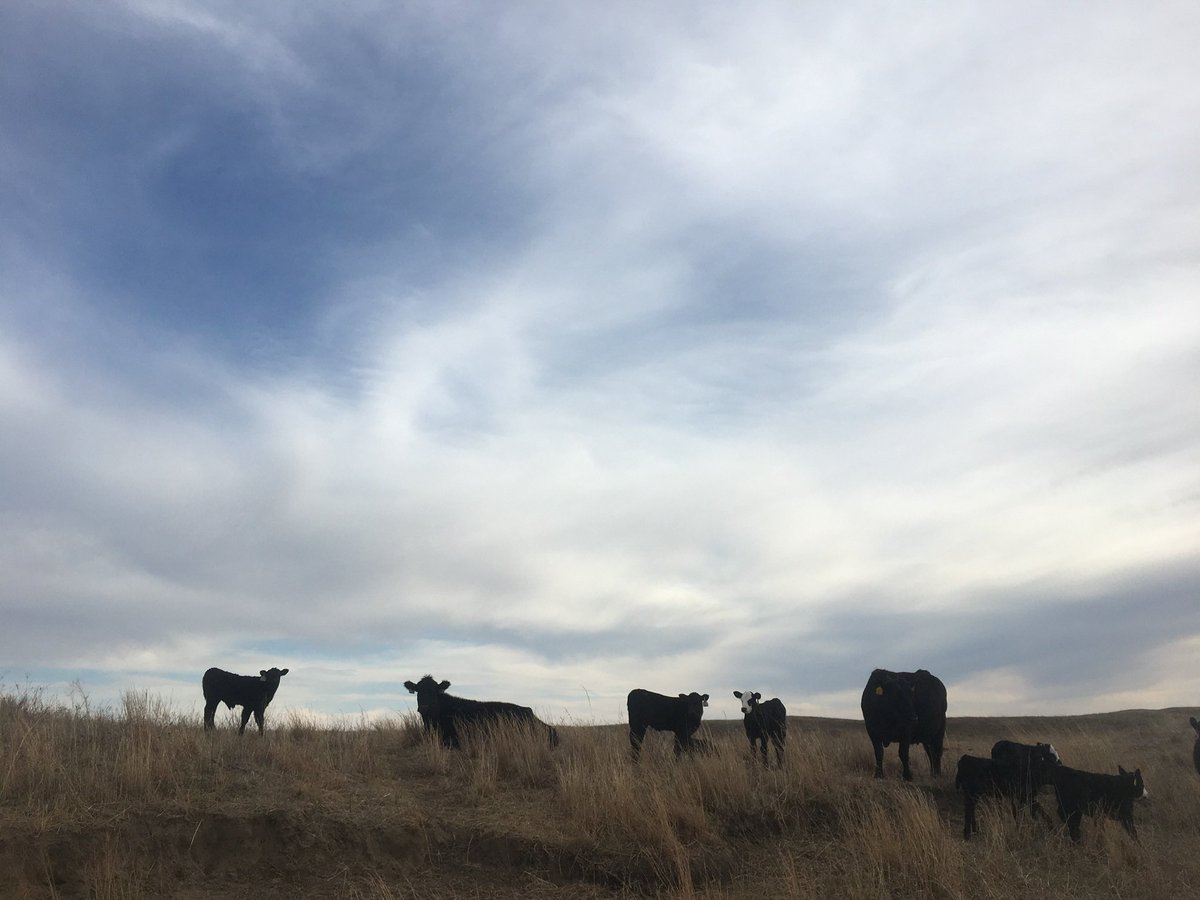 Central Sandhills Beef Educator tweet media