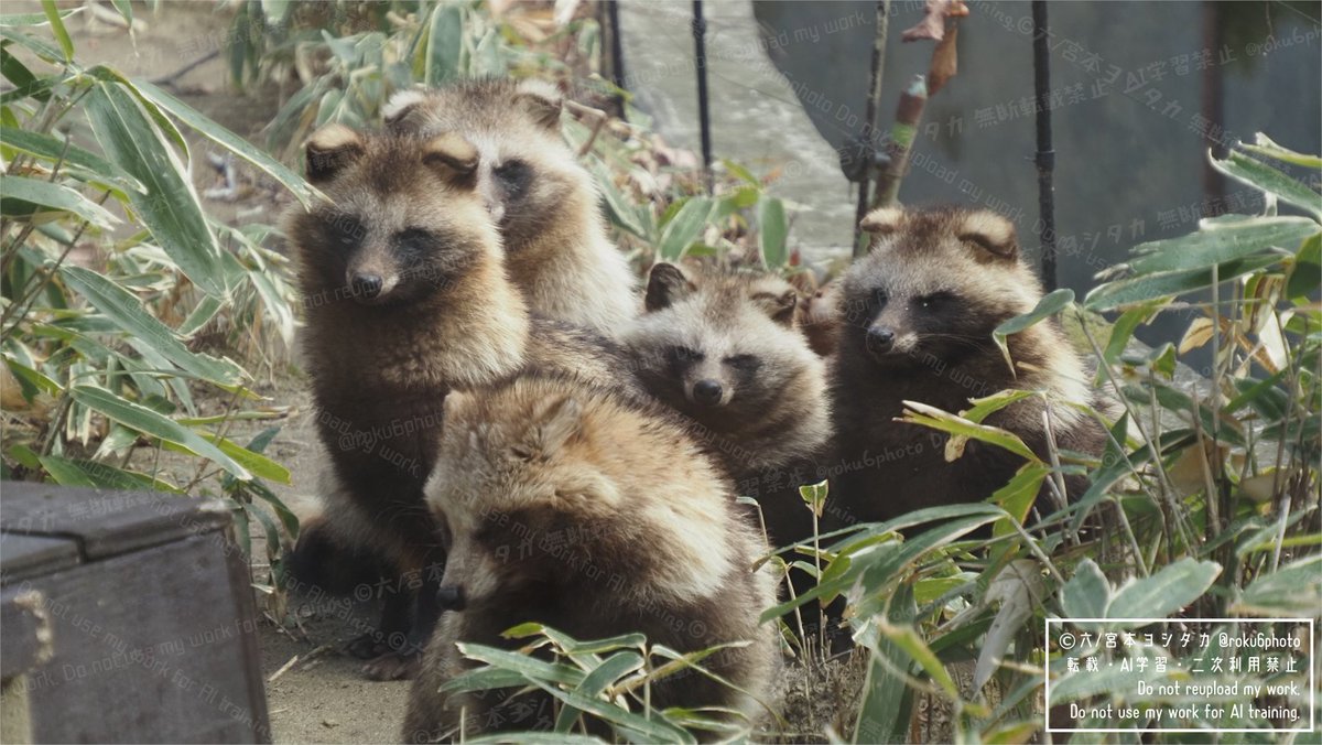 八木山タヌキ大集合が見られたので幸せでした #八木山動物公園