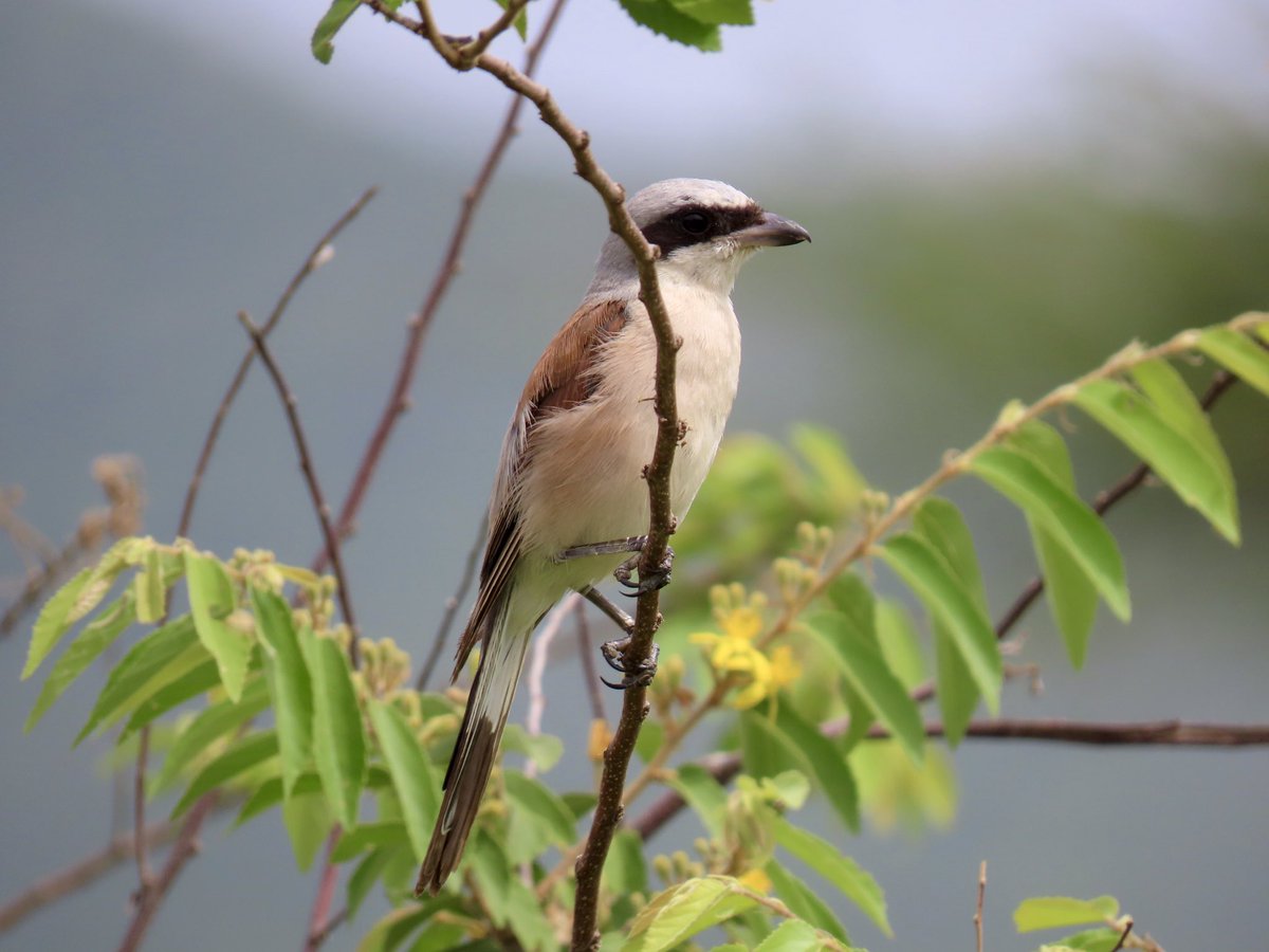 arrivedeh's tweet photo. A handsome red-backed shrike spotted in Mkomazi Park, Tanzania.
#BirdsSeenIn2026 #birdphotography #shrikes #birdwatching #birding #Mkomazi #lifer https://t.co/bltzD1z9Pf