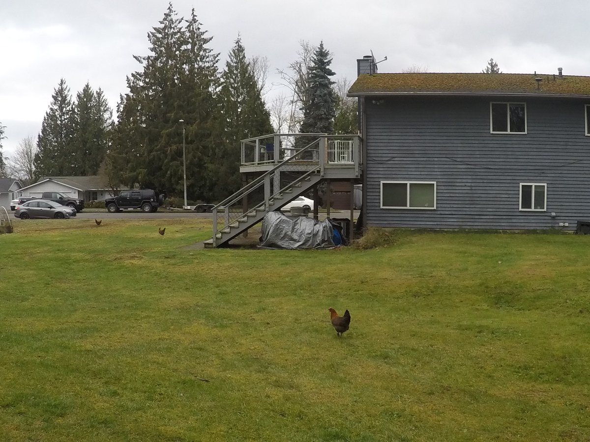 クランベリー tweet media