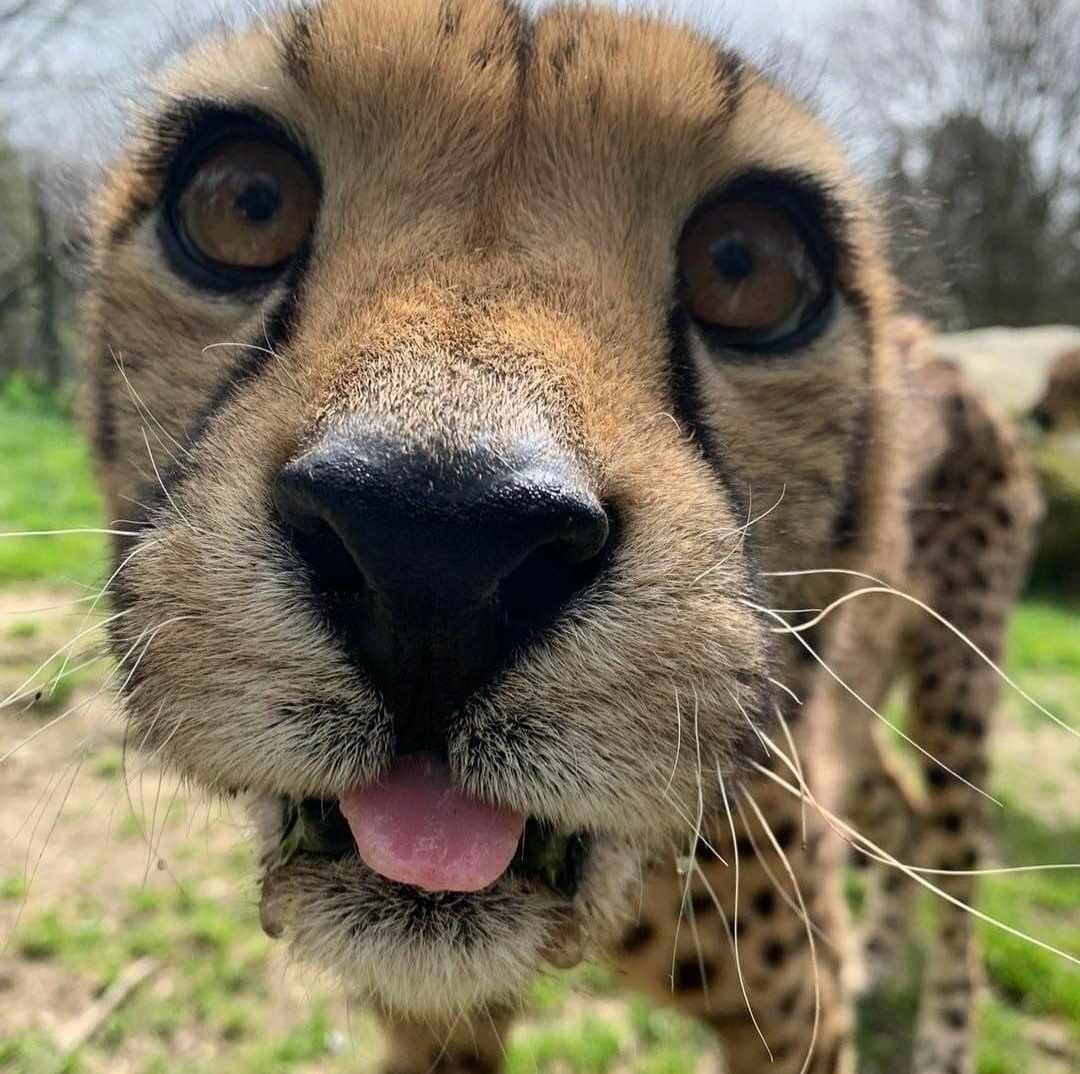 Punch Cat tweet media