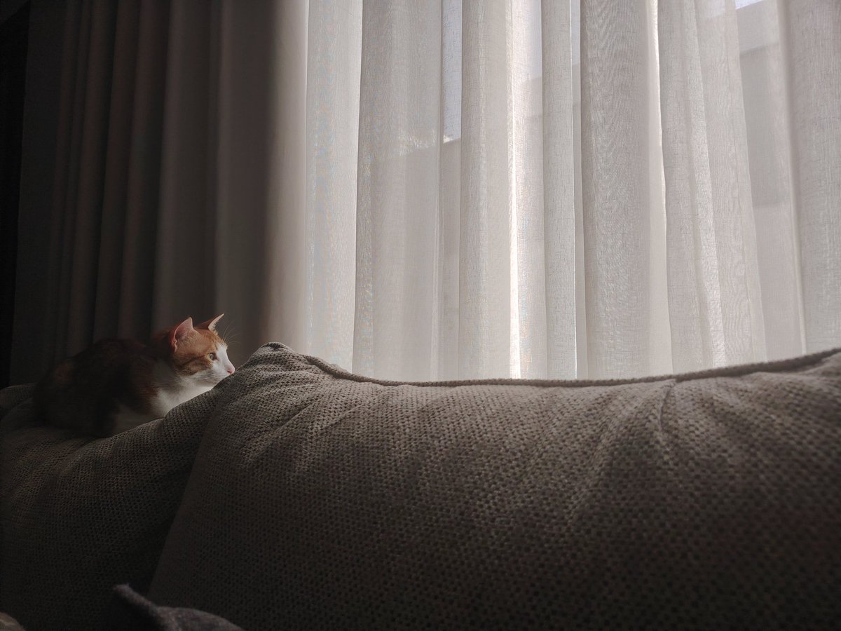 neeoio's tweet photo. 🐈🩵 https://t.co/3Xk9284yPK