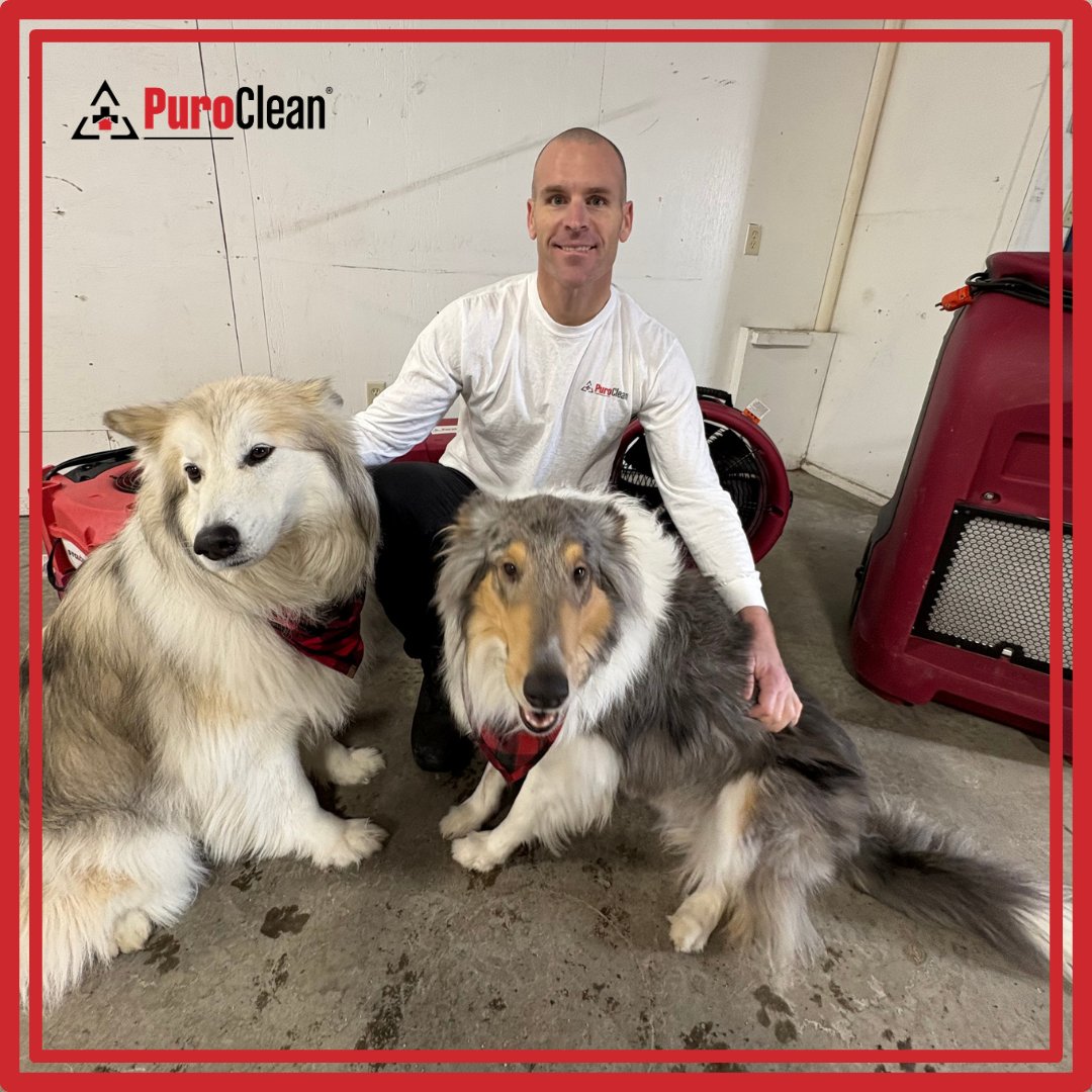 PuroCleanAuburn's tweet image. Office visits are better with paws involved! 🐾 Rangeley &amp;amp; Lakota stopped by to spread smiles, tail wags, and good vibes.  #OfficeDogs #RangeleyAndLakota #DogFriendlyOffice #TeamMorale #OfficePups #GoodVibes #PuroClean #purocleanonthemove #PuroCleanOfAuburnME