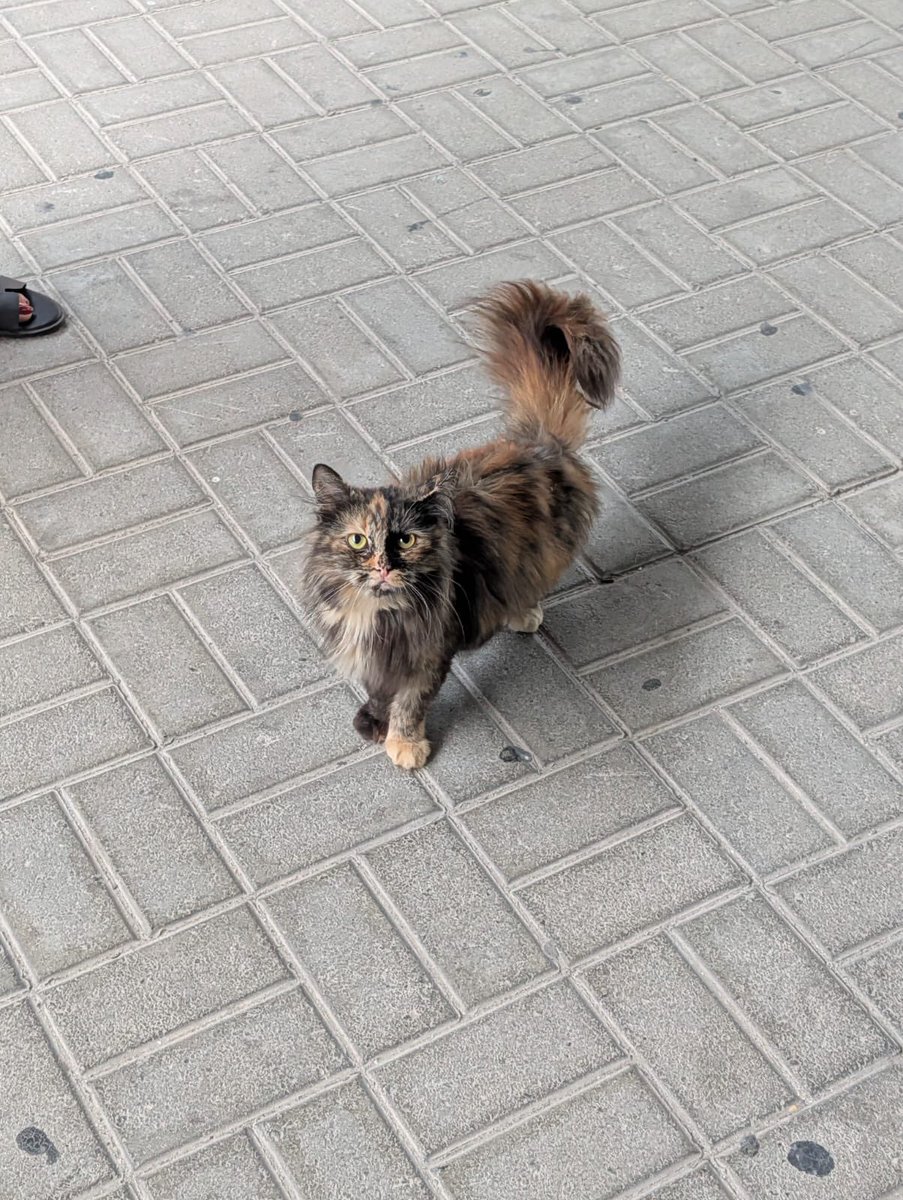 Mardeni (d/acc) 🌊 tweet media