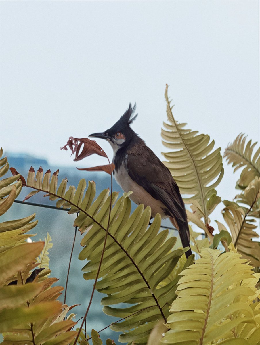 CFW •ᴗ• tweet media