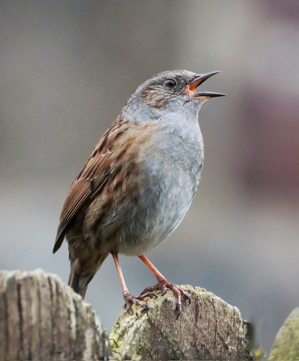CameraBob5's tweet photo. The Dunnocks are still singing well!! #birdphotography #scottishborders #twitternaturecommunity #Dunnocks #twitterbirdphotography #canon90d #sigma #naturephotography https://t.co/m9SeAA2vfG