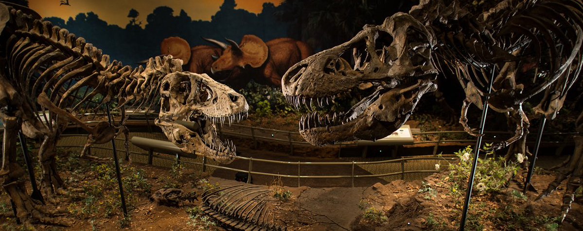 Taylor McCoy 🦖 tweet media