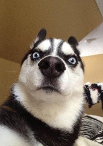 FettfroschAG tweet media