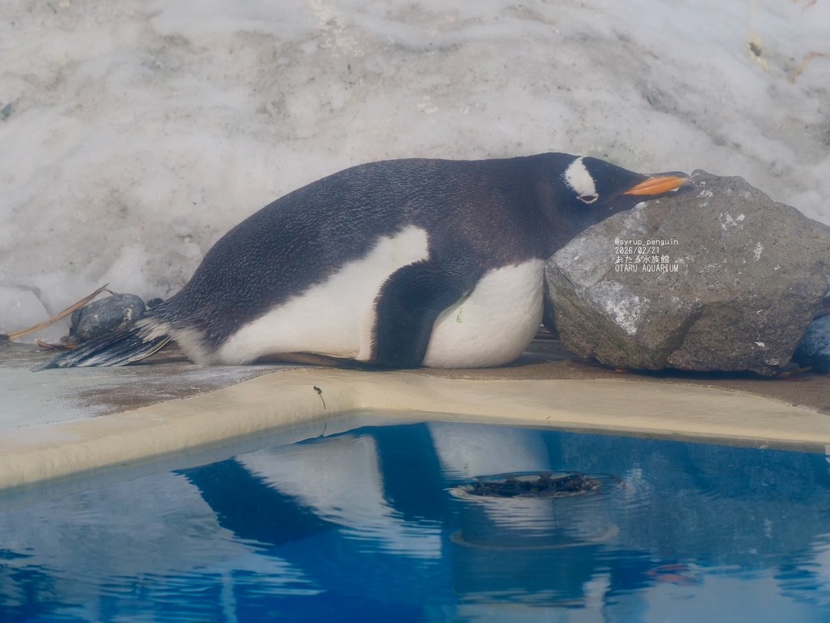 しろ(しろっぷ )おペン路さんฎ tweet media