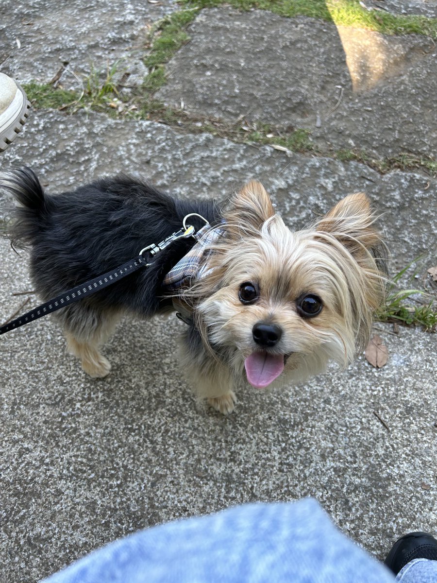 散歩中、見知らぬ女性たちが通り過ぎたら顔をチラチラみながら自分の存在をアピールしたけど気づかれないので走って追いかけようとしてた
全人類に愛されていると信じて疑わない犬