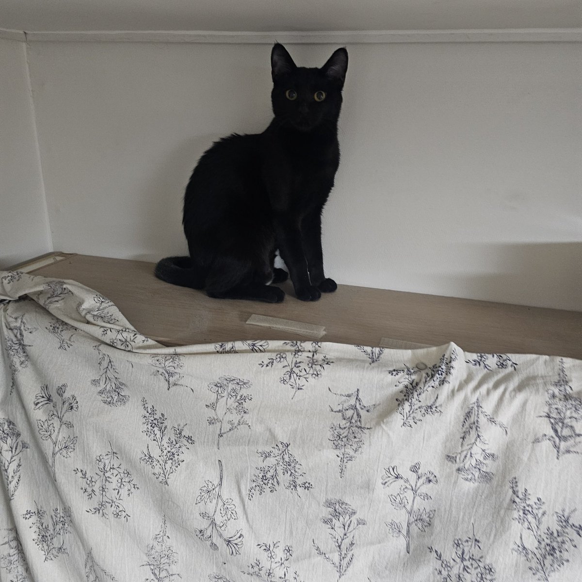 가족 찾는 💖토토💖 입양 홍보계 tweet media