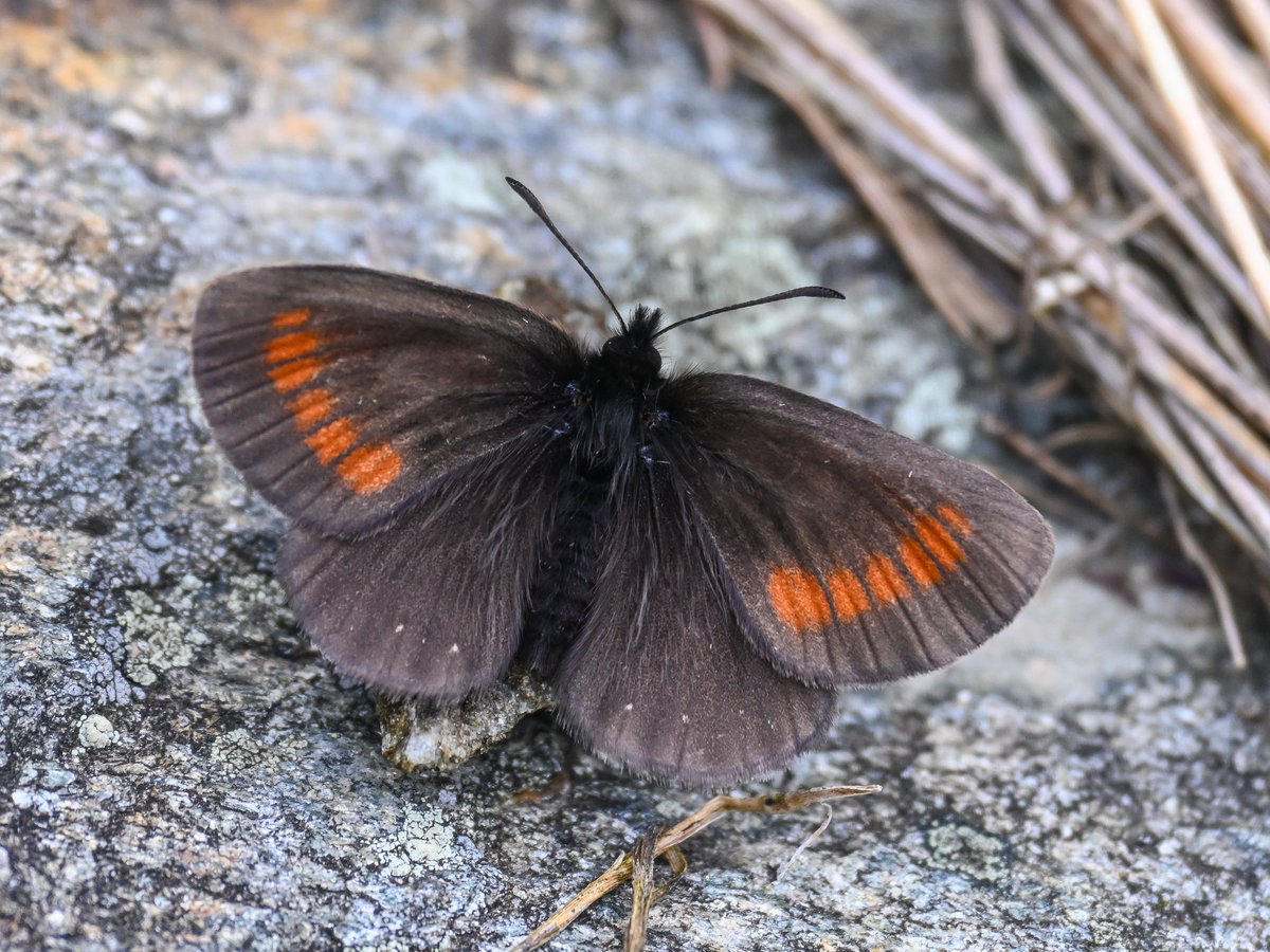 Mariposa Nature Tours tweet media