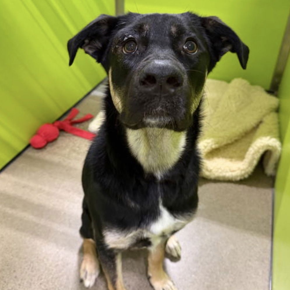 Ruff Start Rescue tweet media