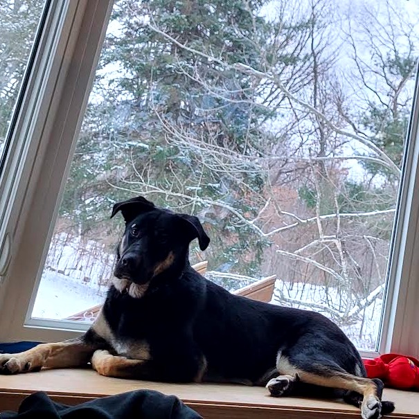 Ruff Start Rescue tweet media