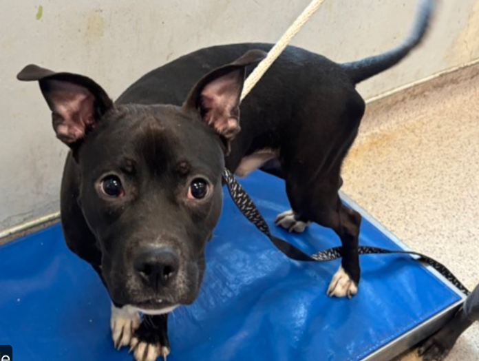 NMBewitched's tweet image. #TuesdayTruth 
#FostersSaveLives 

Yeap, more happy tears flooding my eyes🥹

Sir Moose was #Rescued🎉
Thank you #Foster &amp;amp; #Rescue 
@TAPNYACC will post details 

Vilalge, tysvm🙌

*#NYCACC can be compassionate, they sent Sir Moose for surgery to repair his leg. Sadly, they do not