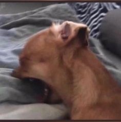 ConspicuousBread🍞(COMMS/CLOSED) tweet media