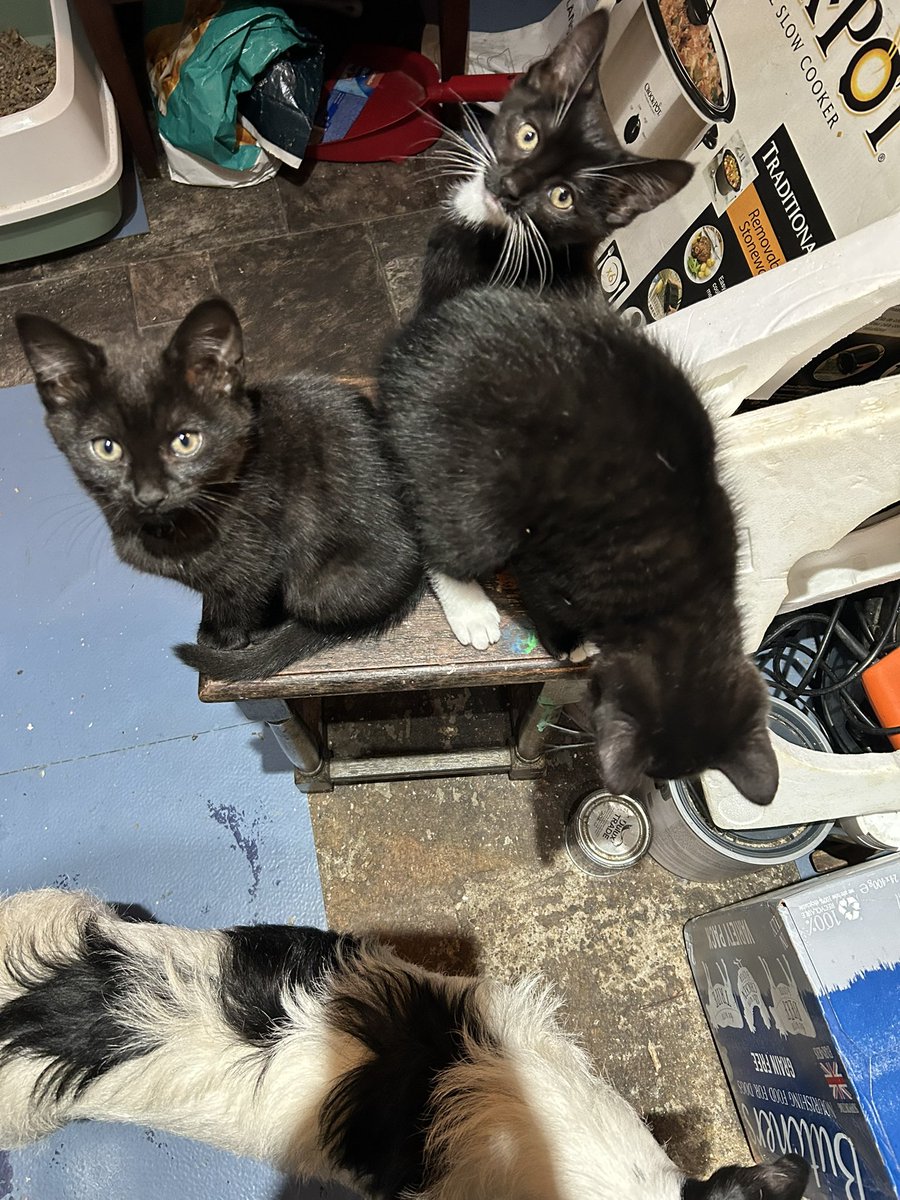 Babar Luck tweet media