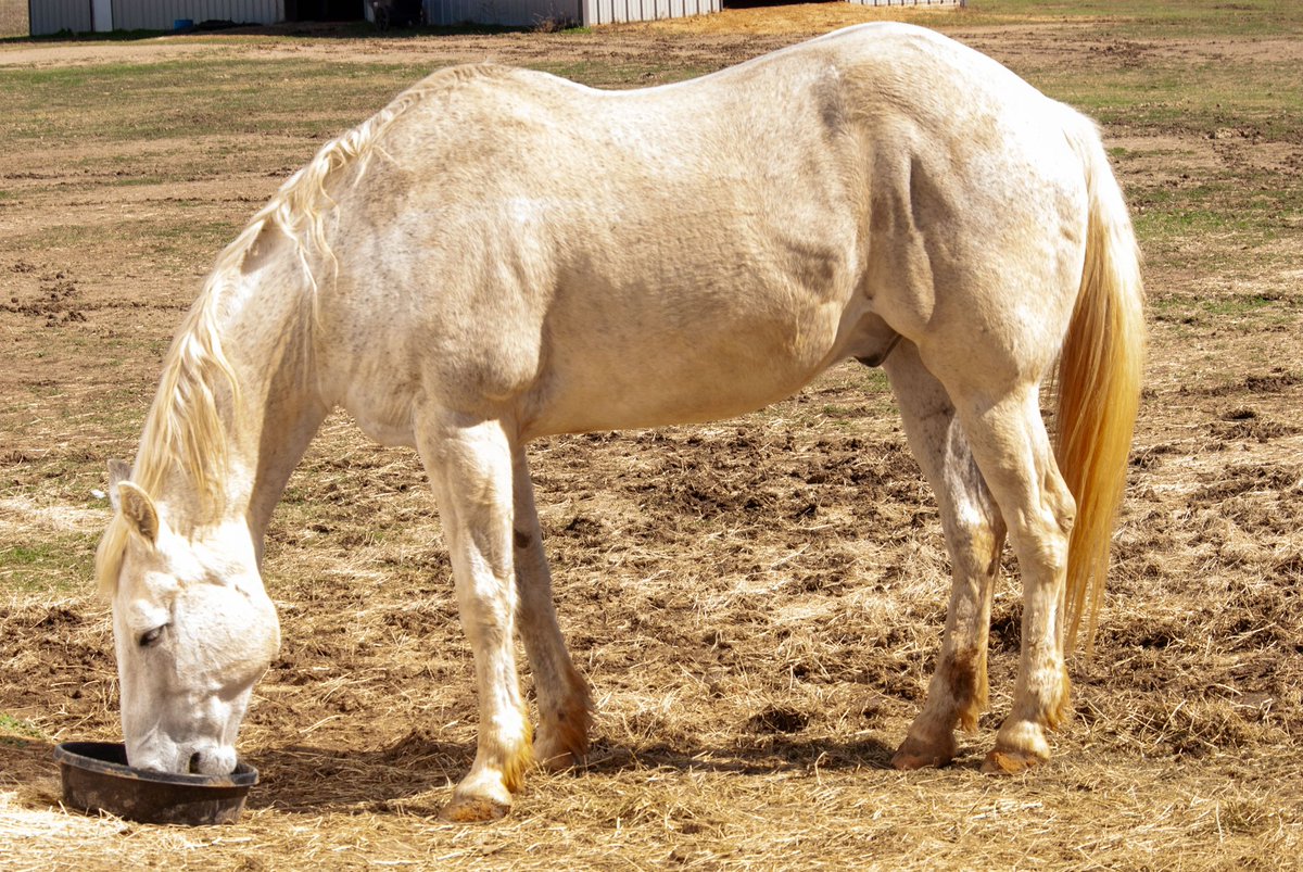 Bwdreyer's tweet photo. Ornery, feisty, I fed him 2x a day for years &amp; he pinned his ears every time. 

Just a week short of his 25th birthday, he coliced &amp; passed last Monday. 

I took this picture less than 2 weeks before. 

Loved him with all his issues, miss him dearly. 

RIP Mr Jones. https://t.co/lcEb3Y5jDJ