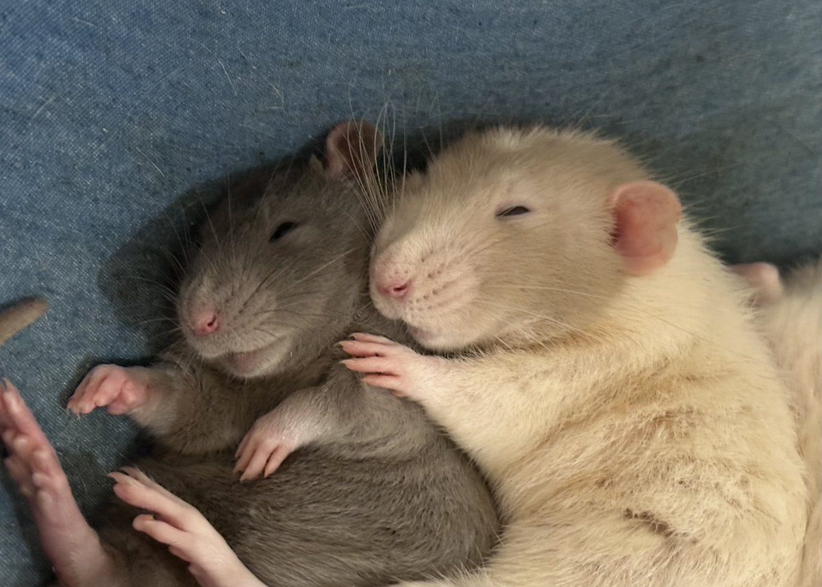 おこめω(🐀Lv.5) tweet media