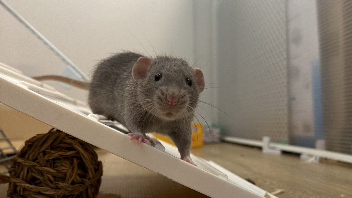 おこめω(🐀Lv.5) tweet media