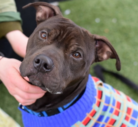 NMBewitched's tweet image. #TuesdayTruth 
#FostersSaveLives 

Junior was #Rescued🎉
Thank you #Foster &amp;amp; #Rescue 
@TAPNYACC will post details 

Village, tysvm🙌