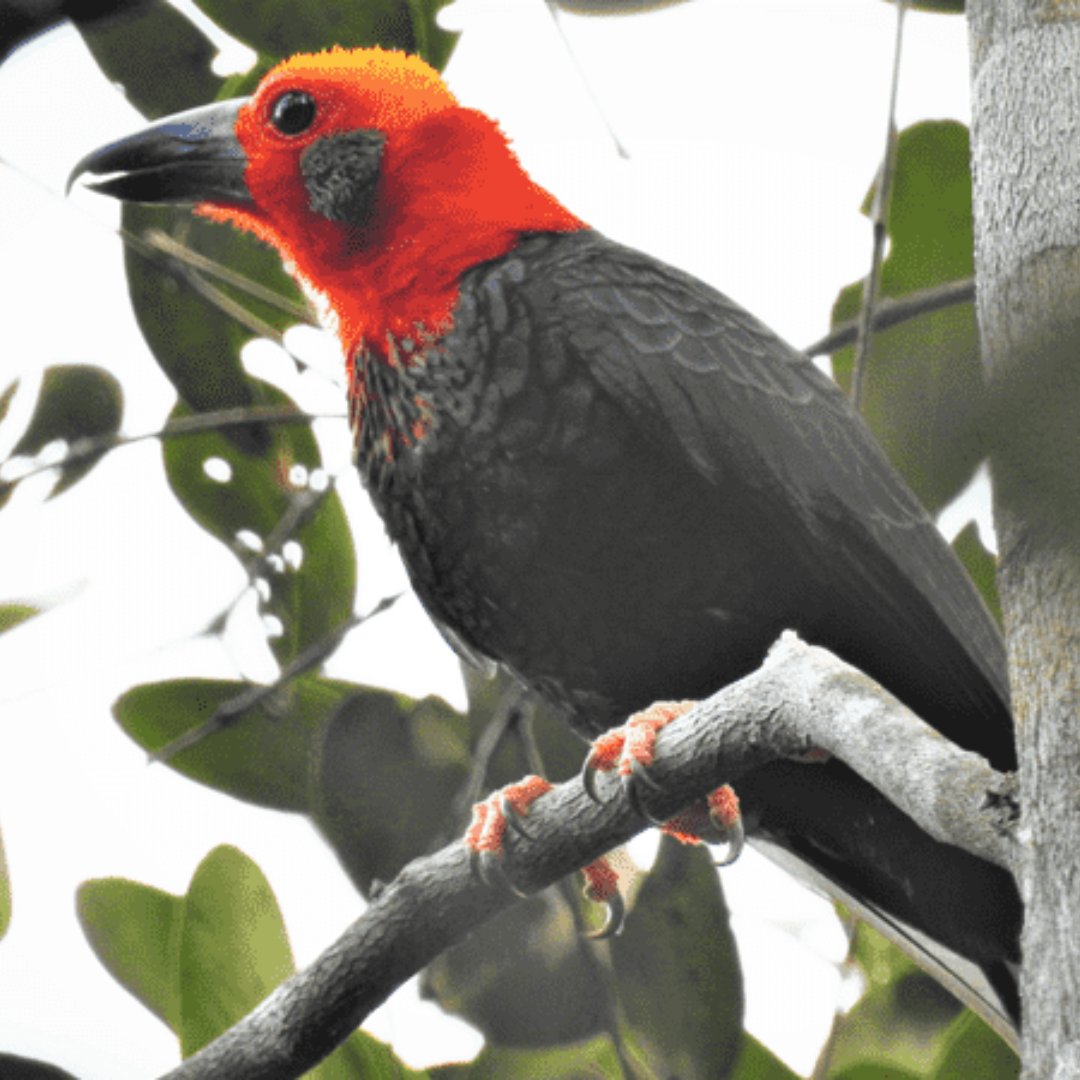 Katingan Mentaya Project English tweet media