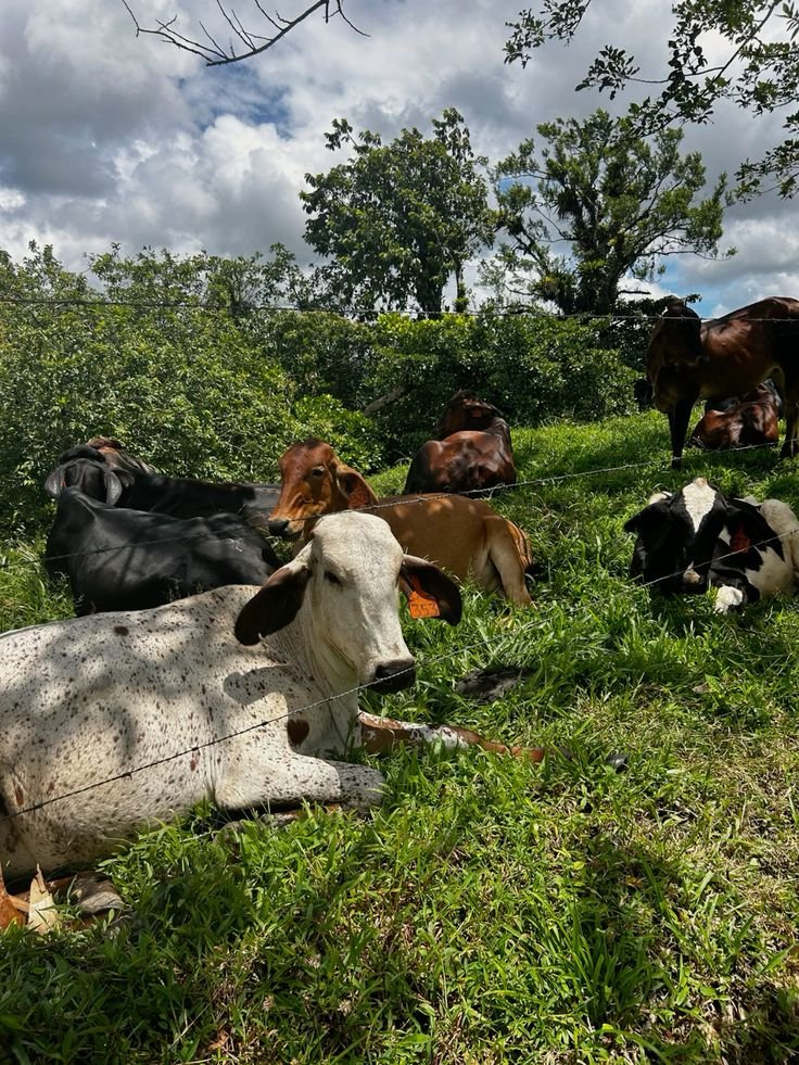 proyecto local Pivijay tweet media