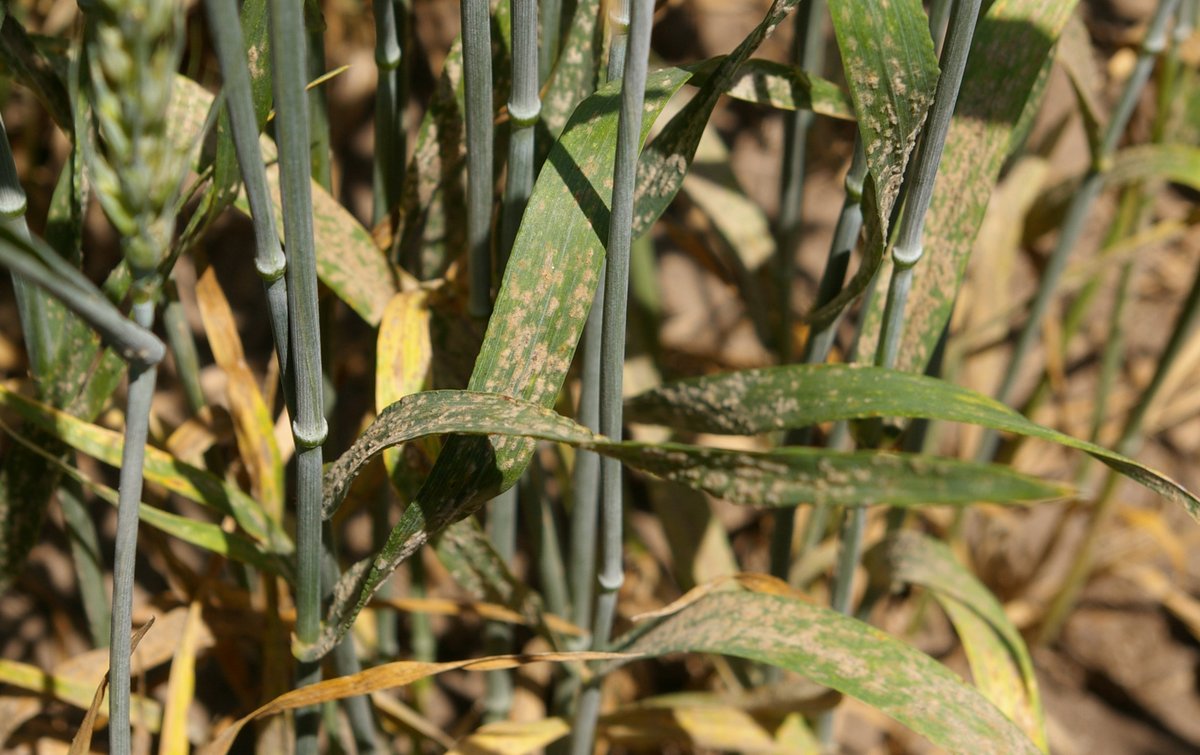 Crop Protection Network tweet media
