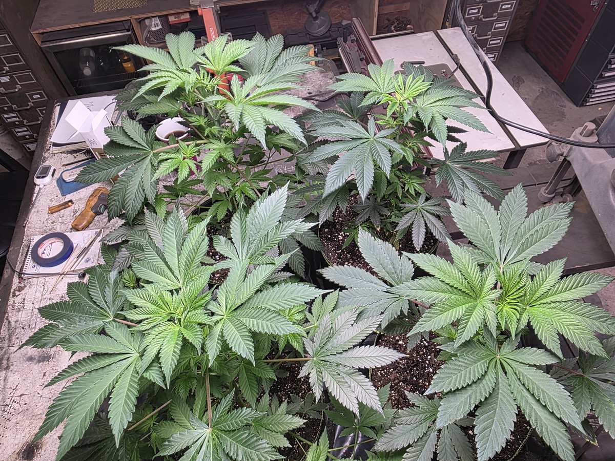 Justin HARDY tweet media