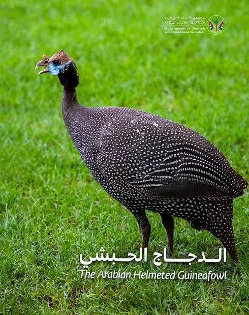 jmalpup's tweet photo. @saudi5111111 هذا دجاج حبشي
مرقته ممتازه
قبل اشتريت ١٠٠ صوص عمرهم ٦ ايام وربيتهم لين كبرو اكلت منهم وبعتهم وعاش منهم ١٠١ من قوي تحمله 😂 https://t.co/URzqtZlCWx
