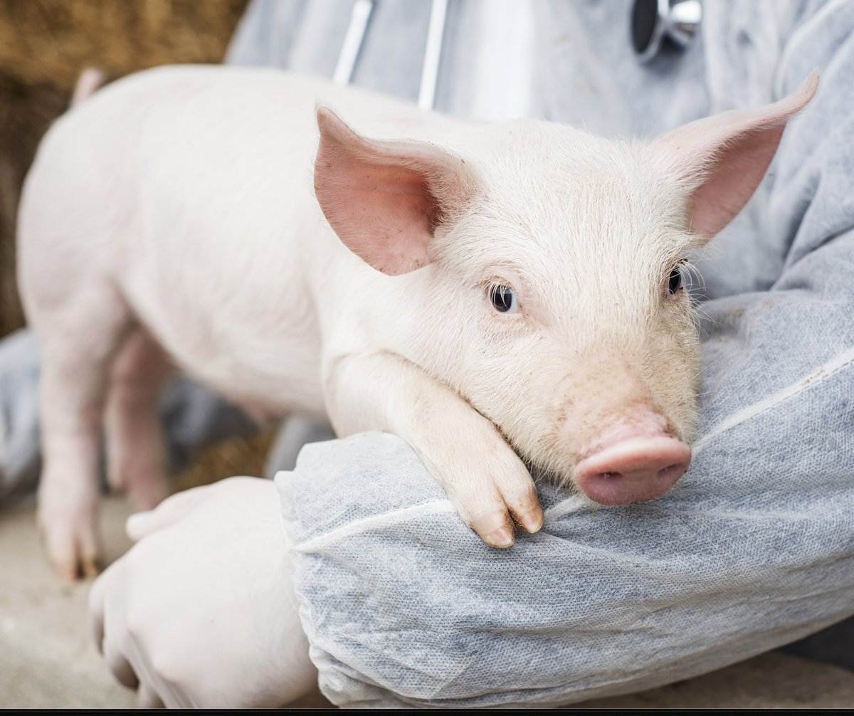 Foundation for Food & Agriculture Research (FFAR) tweet media