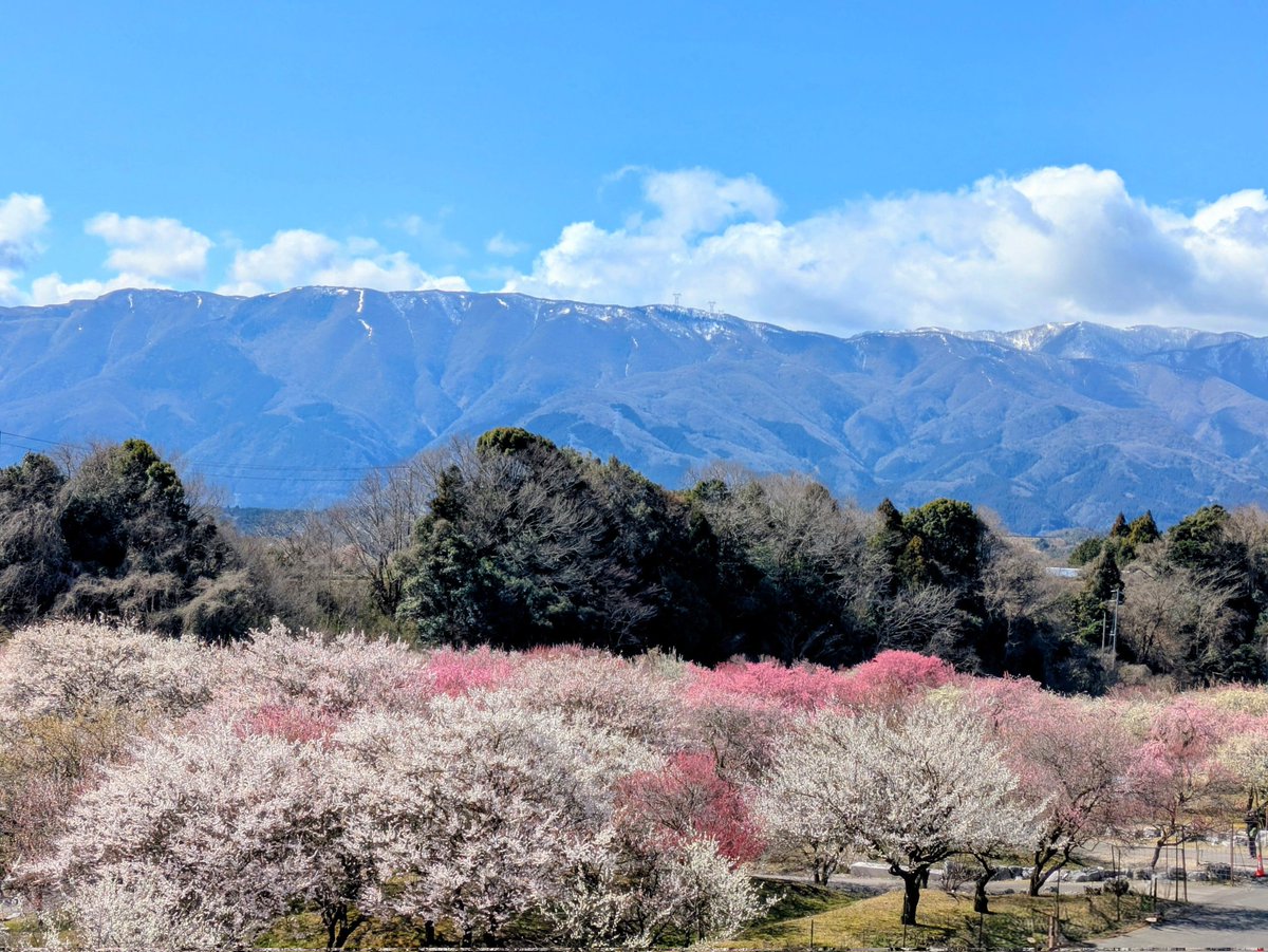 P99815170's tweet photo. いなべ市梅林公園🌸🩷🌸に行ってきました🦋もっと見たかったけど、強風で早めに切り上げました🥹一面ピンク、こんな綺麗なの初めてでした🥰 https://t.co/cDvONQgbXJ