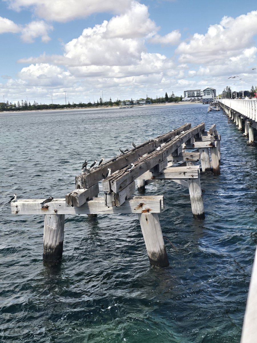 SeldomSeenJean tweet media