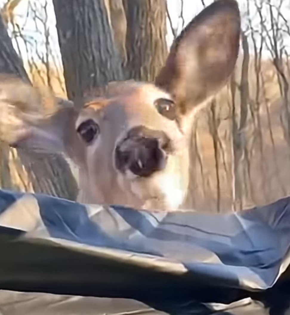 rather dubious deer tweet media