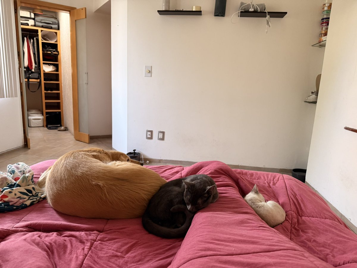 Katuuta✨ tweet media