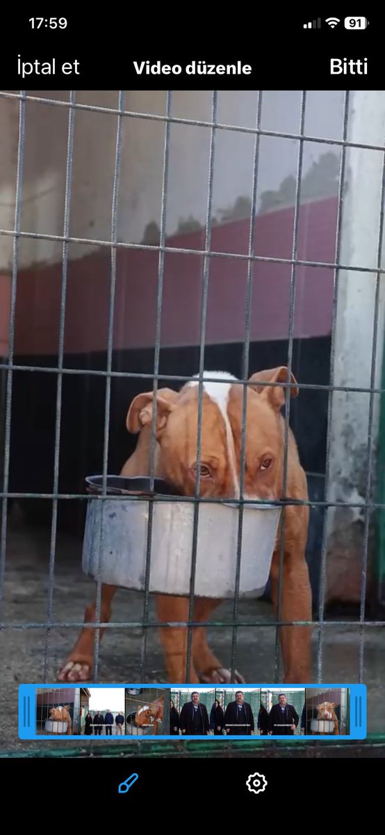 Bursa Valiliği'nin Gemlik’teki Tuborg için verdiği "gereği yapılsın" talimatı, hukuka ve vicdana aykırı bir infaz emrine dönüşmemelidir!

GERÇEKLERİ GÖRÜN:

Yasaklı Değil: Tuborg, devletin resmi sistemi PETVET'e kayıtlı, yasaklı olmayan bir ırktır. Kendi memurlarınızın "yasaklı