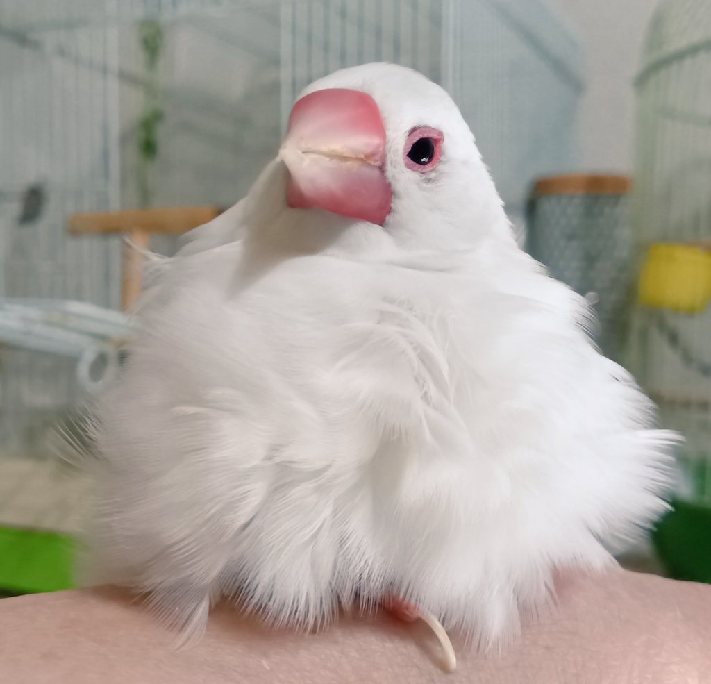 だいぶおじいちゃんになってきました。
でもまだキャルキャル怒って、歌もうたってます～🎶