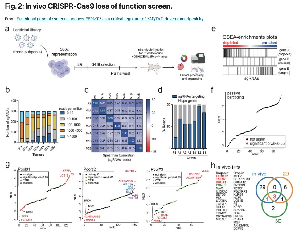 CDD press tweet media