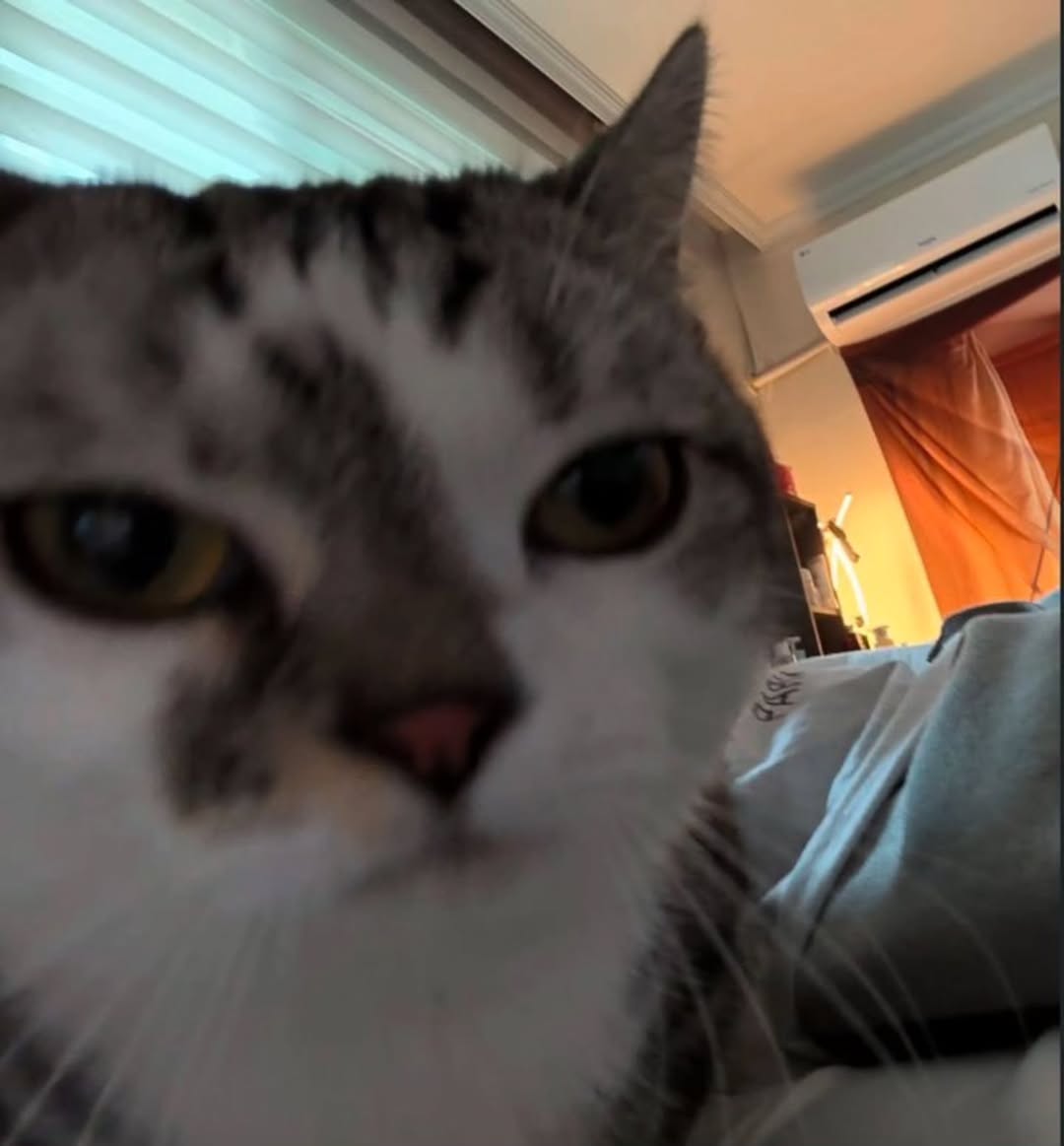 nocontextscats's tweet photo. https://t.co/TpFy7fuqQr