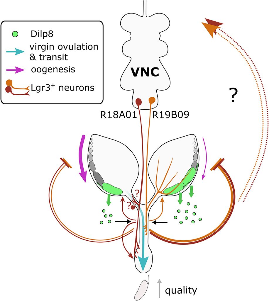 Development tweet media