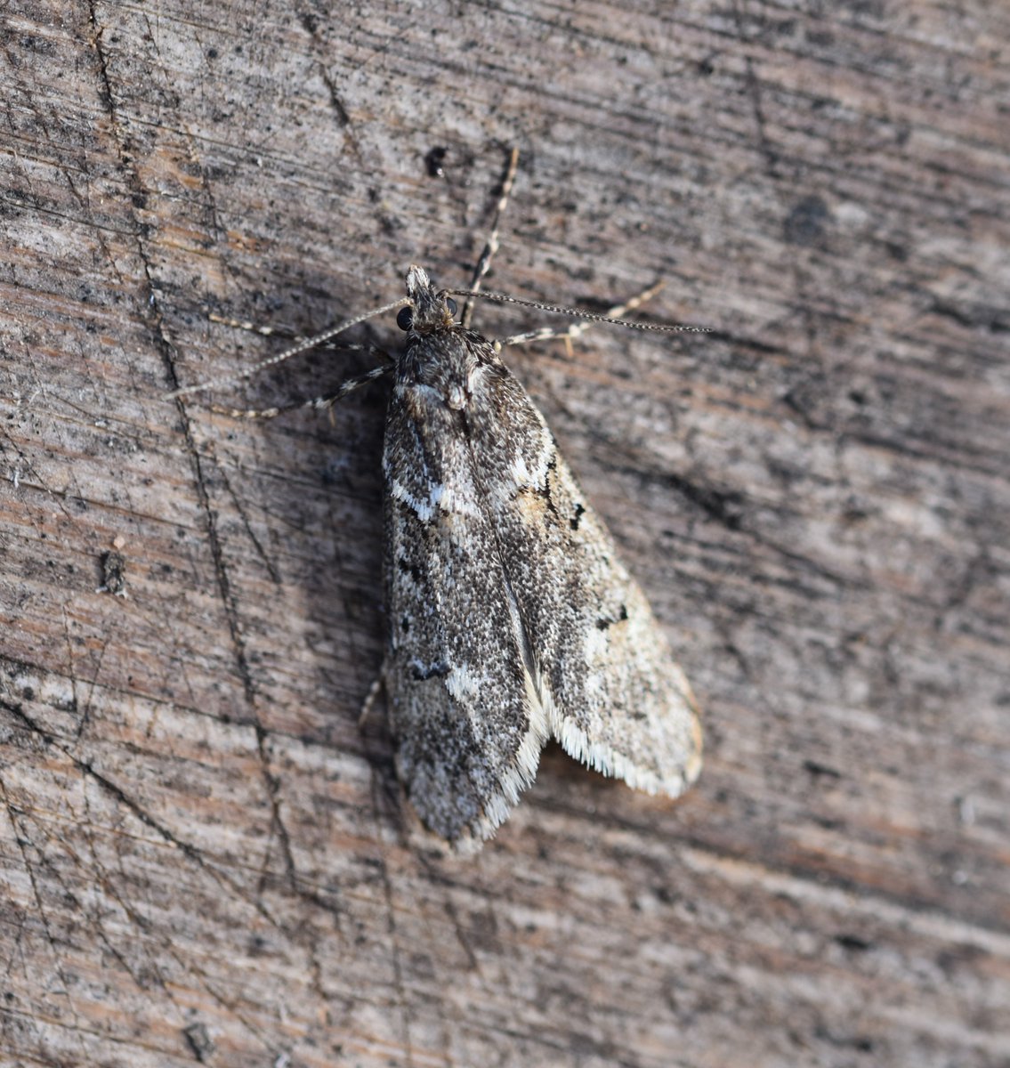 Too Lazy To Weed tweet media