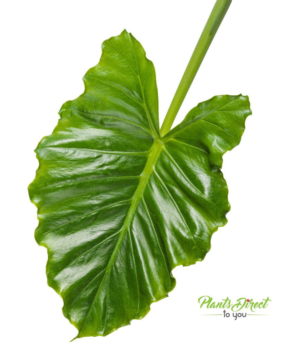 PlantsDirectTo's tweet photo. COMING SOON!

Add a touch of the tropics to your garden with the regal Emerald Isle Elephant Ear!

Visit us at https://t.co/40dSre9Wcu or give us a call at 704-990-2580
#provenwinners #elephantear #emeraldisle #annuals #planters #plants #plantsdirecttoyou https://t.co/e7EUs8YjiJ