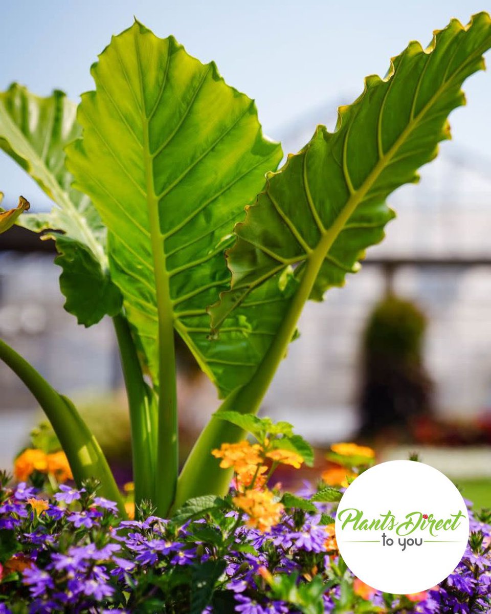 PlantsDirectTo's tweet photo. COMING SOON!

Add a touch of the tropics to your garden with the regal Emerald Isle Elephant Ear!

Visit us at https://t.co/40dSre9Wcu or give us a call at 704-990-2580
#provenwinners #elephantear #emeraldisle #annuals #planters #plants #plantsdirecttoyou https://t.co/e7EUs8YjiJ