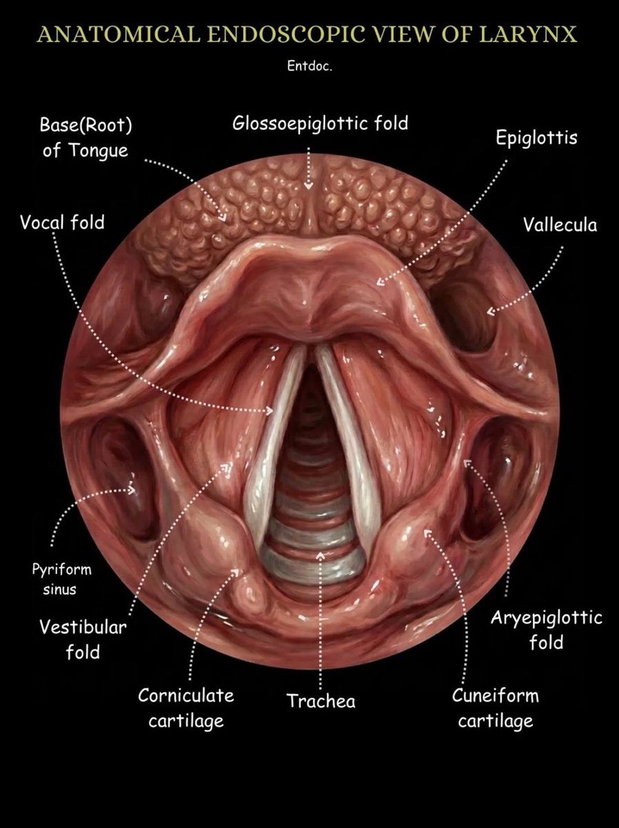 HolisticHHQ's tweet photo. The larynx https://t.co/pDKO50yvqn
