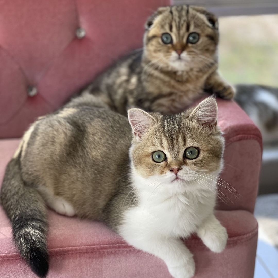 Scottish Cat Cattery "CAT SHALOM" tweet media
