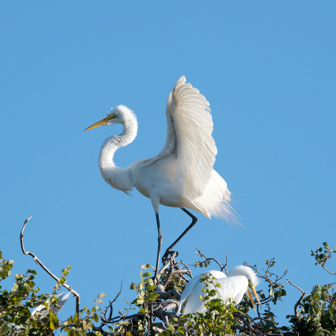 UTSW Special Collections Library & Archives tweet media
