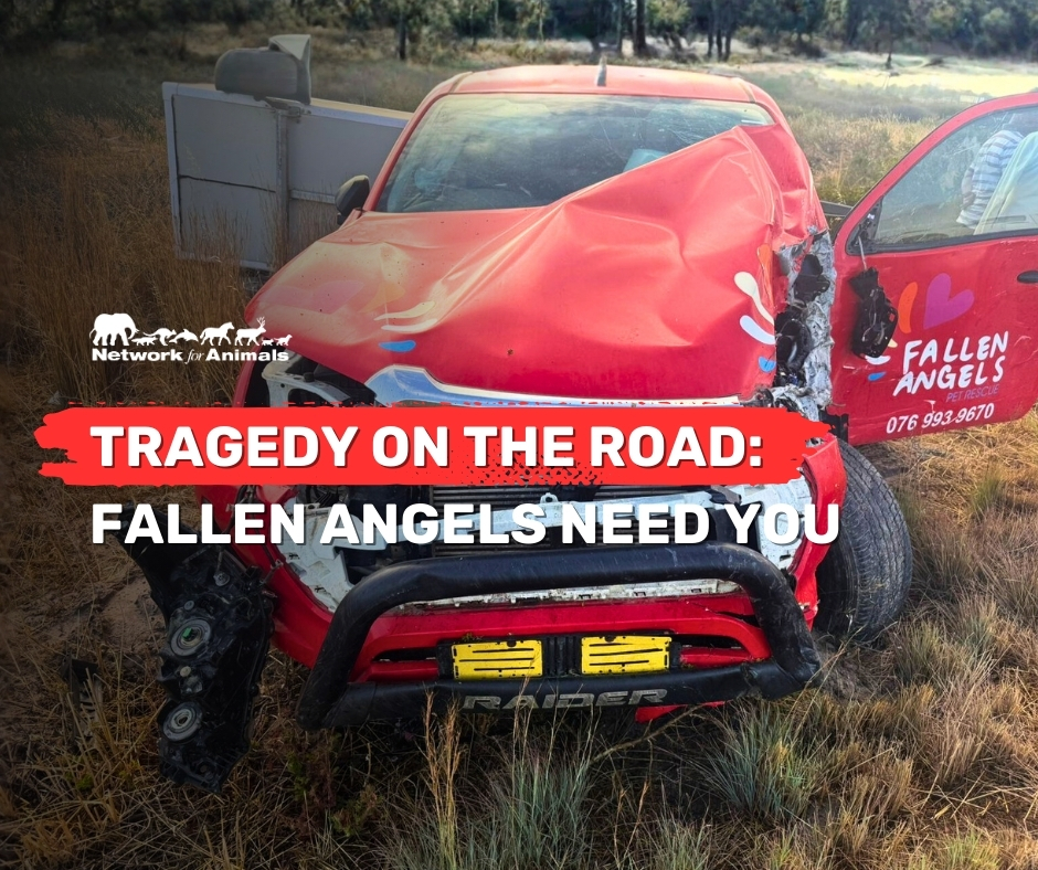 Network For Animals 🐾 tweet media