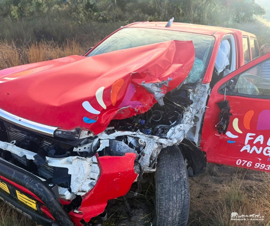 Network For Animals 🐾 tweet media