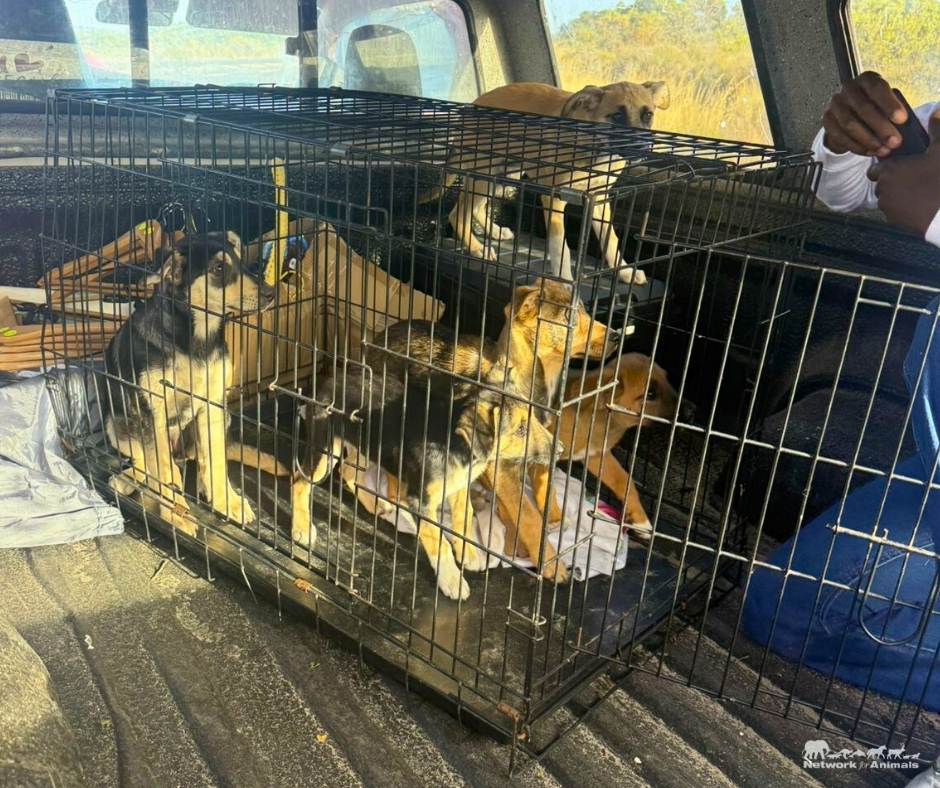 Network For Animals 🐾 tweet media